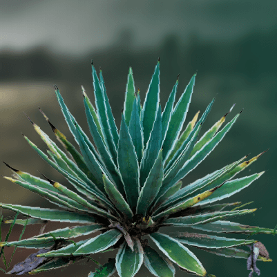 Agave