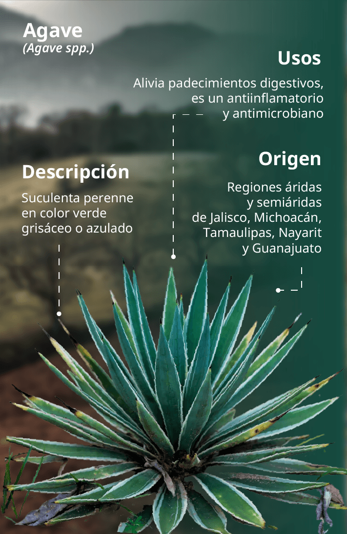 Agave_1m