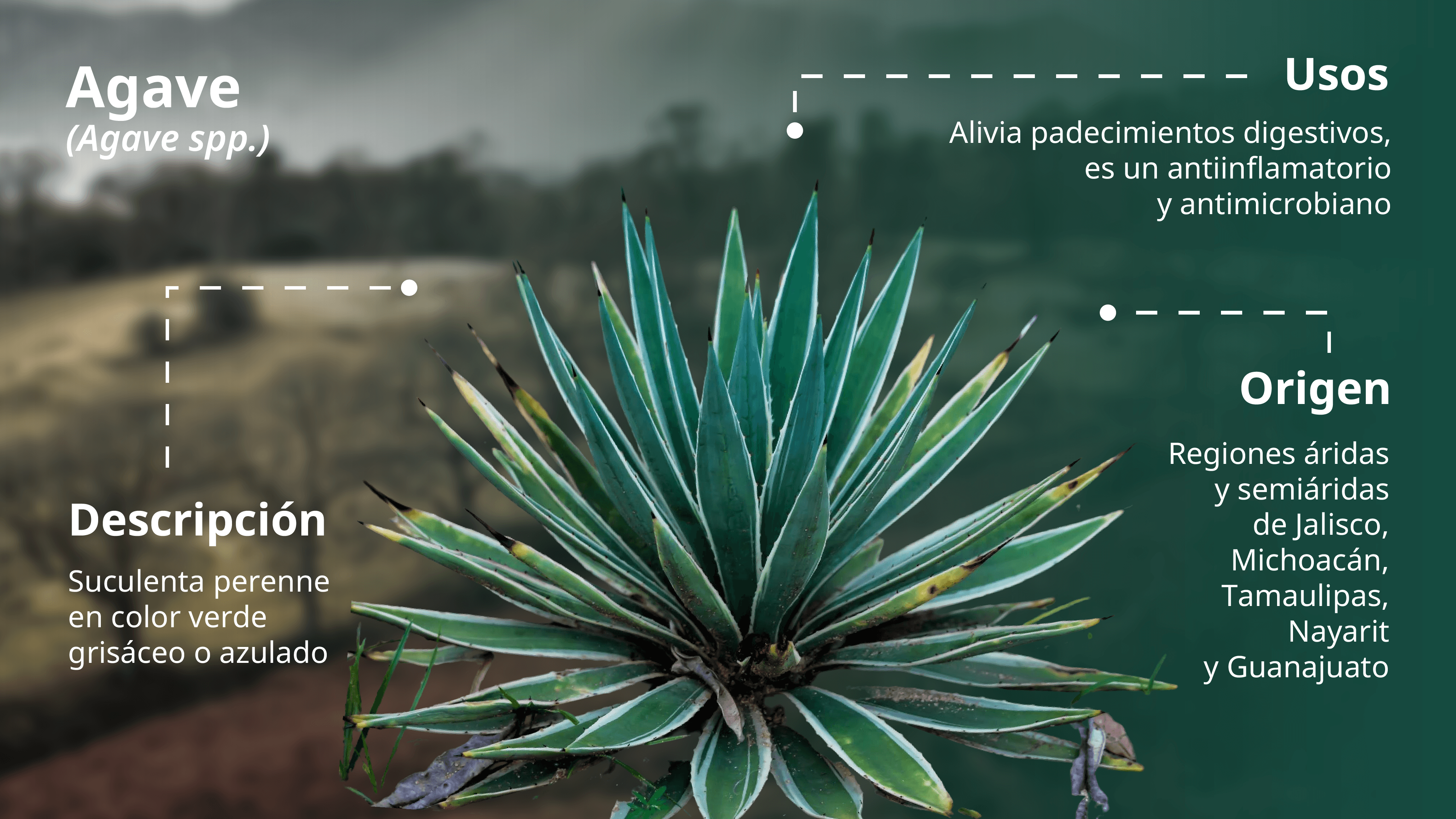 Agave_1
