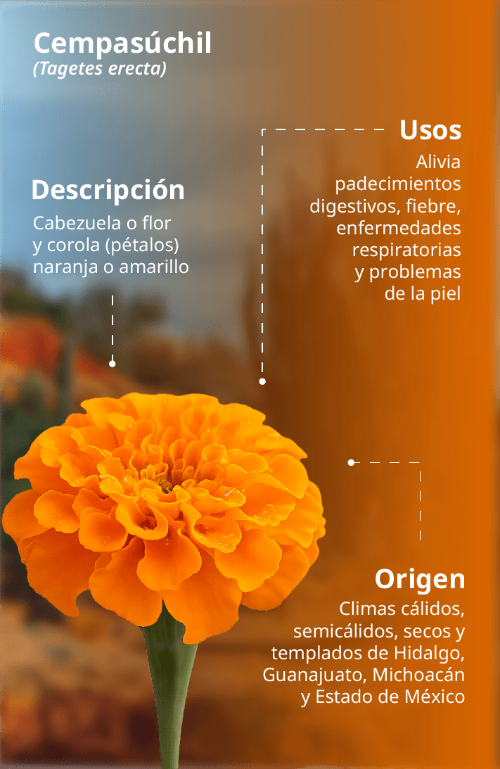 Cempasuchil_3m