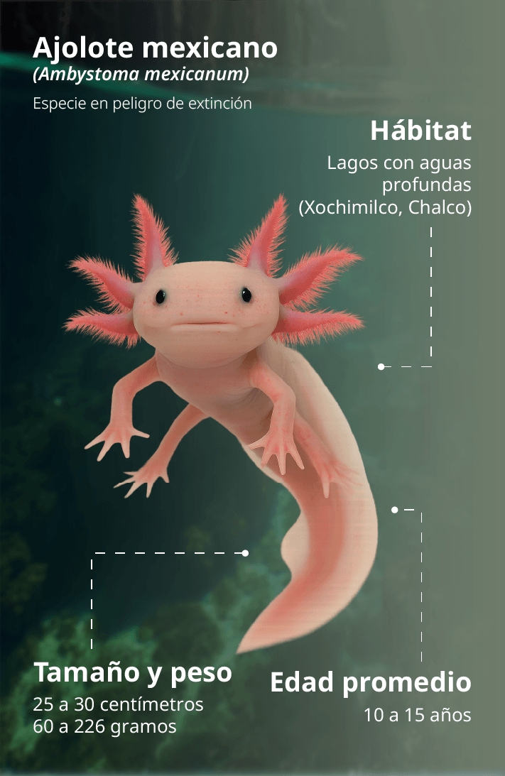 Ajolote_2m