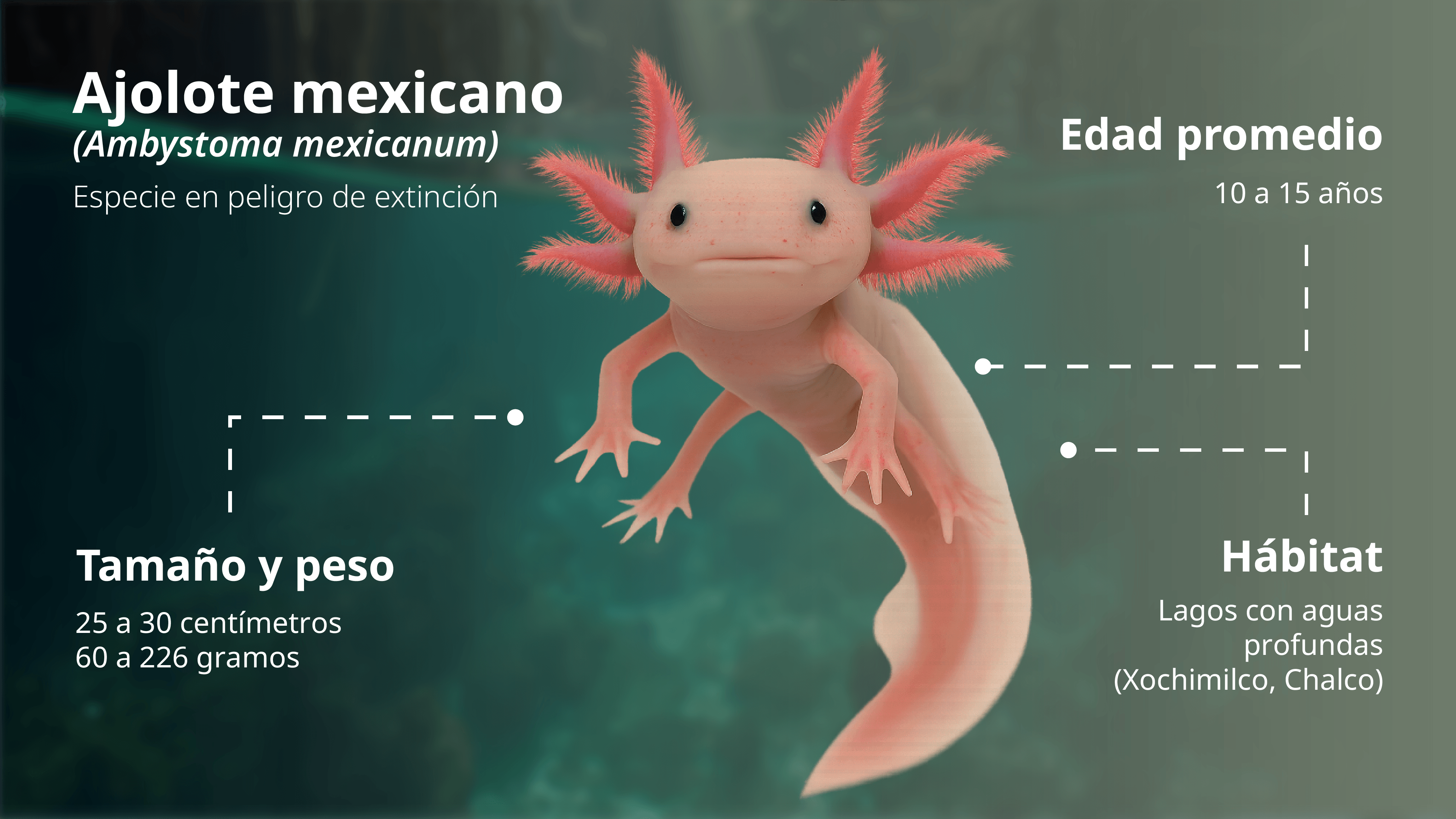Ajolote_2