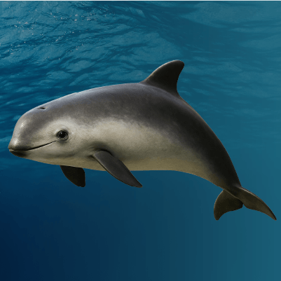Vaquita_marina
