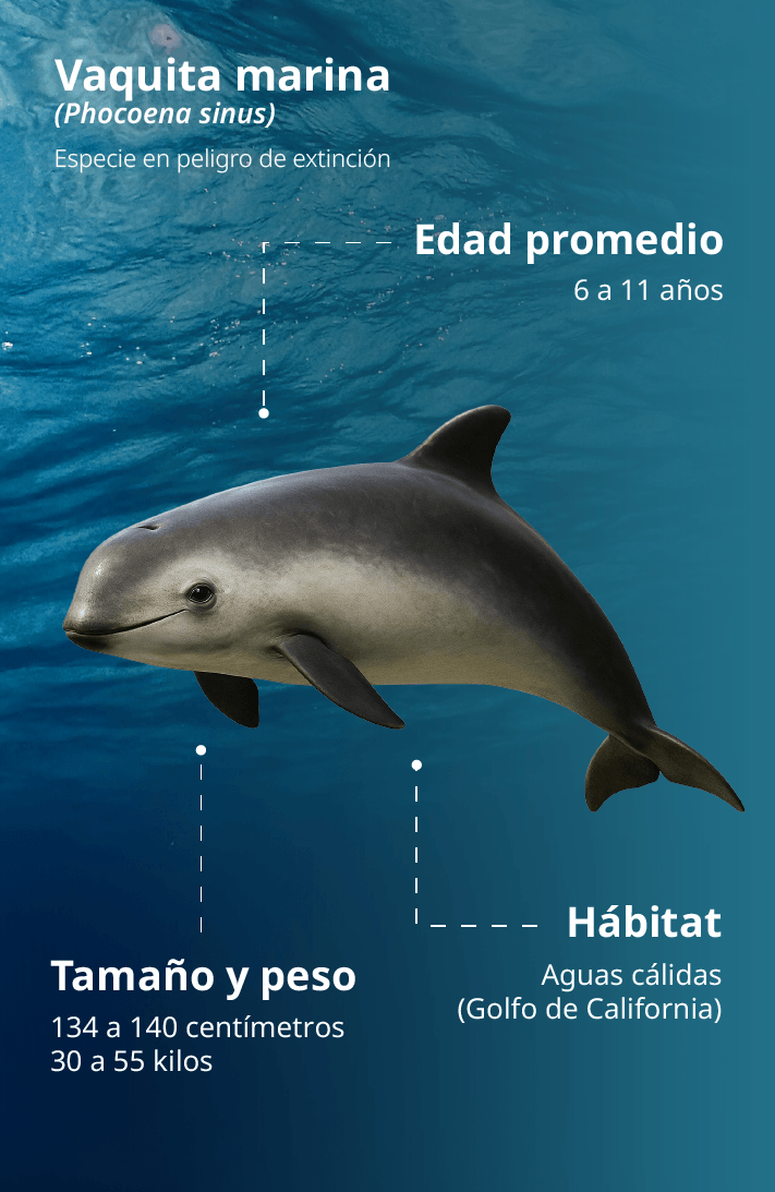 Vaquita_marina_10m