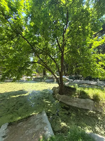 Bosque de Aragón