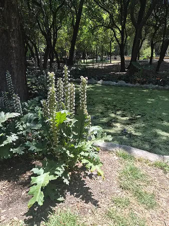 Bosque de Chapultepec 