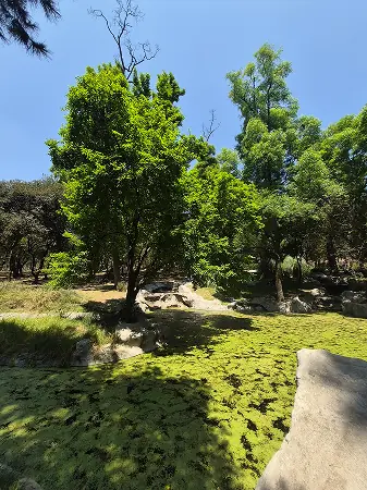 Bosque de Aragón